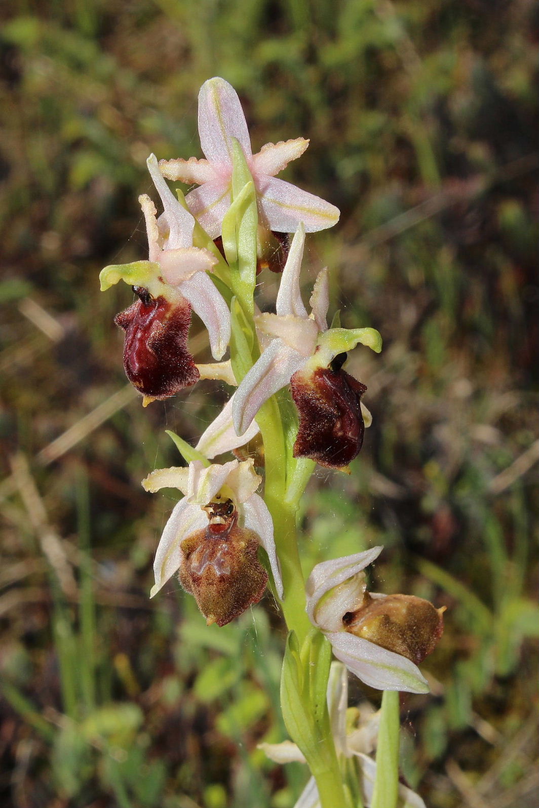 Per Orchidee lungo la piana del fiume Magra (SP)